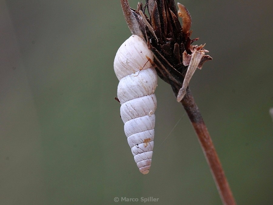 Gastropode da identificare